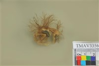 藏品(小彎嘴)的圖片